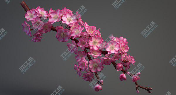 images/goods_img/20210312/3D Realistic Sakura Branch model/2.jpg